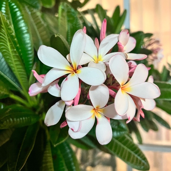 paholachavez